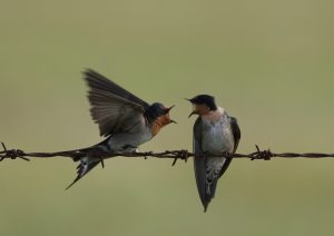 Welcome Swallows - Family Argument